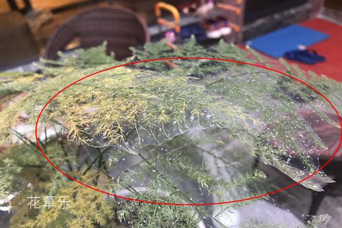 食用盐免费一级无码婬片在线观看，厨房里的神奇元素，健康生活的必需品