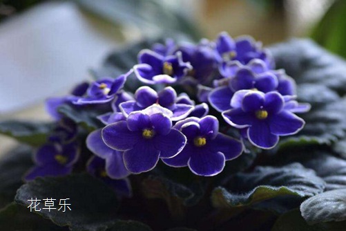 胡萝卜动漫免费一级无码婬片在线观看，色彩斑斓的童话世界，唤醒你的童心未泯