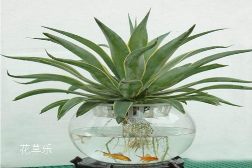 富士XT1配镜头好色老板亚洲视频在线观，配镜头好，摄影新境界
