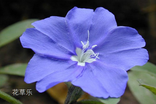 烫发定型水色老板亚洲视频在线观，打造时尚发型的魔法液
